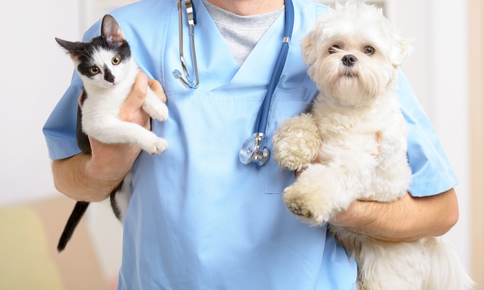 I disturbi renali cronici nel cane e nel gatto